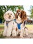 Luxury Oxford 2li Air-Mesh Köpek Göğüs Tasması Kedi Göğüs Tasması Köpek Tasması 1 Adet 1