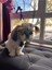 Luxury Kedi Köpek Güneş Gözlüğü Desenli Evcil Hayvan Güneş Gözlüğü 1 Adet 1