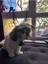 Luxury Kedi Köpek Güneş Gözlüğü Evcil Hayvan Güneş Gözlüğü 1 Adet 1