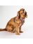 Luxury Hearts Aırmesh Kedi Köpek Göğüs Tasması 1 Adet 3