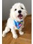 Luxury Sahil Havhavları Temalı Köpek Fuları (S, M, L) Ayarlanabilir Bandana, Köpek Aksesuarı 1 Adet 3