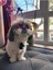 Luxury Kedi Köpek Güneş Gözlüğü Kırmızı Kalp Çerçeve Evcil Hayvan Güneş Gözlüğü 1 Adet 1