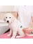 Kedi Köpek Tüy Toplayıcı Pet Tarak 20 cm 4
