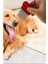 2 Adet Kedi Köpek Tüy Bit Pire Toplayıcı Toplama Temizleme Tarağı Uzun Telli Tarak 5