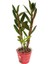 Çiçeksiz Dendrobium Orkide Fidesi 1