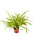 Nephrolepsis Fujer - Aşk Merdiveni - Ev Ofis Salon Bitkisi 10-20 cm 1