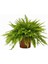Aşk Merdiveni (Nephrolepis) Bitkisi 10-20 cm 1