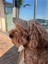 Luxury Köpek Şapkası 1 Adet 1