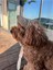 Luxury Köpek Şapkası 1 Adet 2