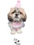 Luxury Köpek Doğum Günü Seti Happy Birthday Küçük Irklar Için 1 Adet 1