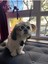 Luxury Kedi Köpek Güneş Gözlüğü Beyaz Çerçeveli Evcil Hayvan Güneş Gözlüğü 1 Adet 1
