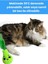 Luxury Peluş Armut Kedi Oyuncağı Kedi Otlu Catnipli Yeşil Peluş Kedi Oyuncakları 1 Adet 5