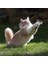 Luxury Yaylı Metal Fareli Kafes Kedi Oyun Topu Sıçrayan Spiral Kedi Topu (5064) 1 Adet 5