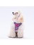 Hearts Air-Mesh Köpek Göğüs Tasması 1