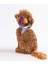 Ice Cream Air-Mesh Göğüs Tasması Kedi Köpek Göğüs Tasması 5