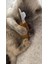 Luxury Catnip (Kedi Naneli) Kedi & Küçük Köpek Oyuncağı 1 Adet 2