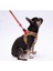 Wow Leash & Air-Mesh Kedi Köpek Tasma ve Gezdirme Kayışı Seti Tasma Seti 1