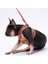 Wow Leash & Air-Mesh Kedi Köpek Tasma ve Gezdirme Kayışı Seti Tasma Seti 3