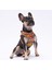 Wow Leash & Air-Mesh Kedi Köpek Tasma ve Gezdirme Kayışı Seti Tasma Seti 4