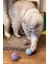 Luxury Kedi Sarma Top 1 Adet 1 Adet 4