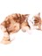 Yaratıcı Simülasyon Kedi Sevimli Terlik Yavru Kedi Bebek Oyuncakları Araba Dekor (Yurt Dışından) 1