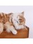Yaratıcı Simülasyon Kedi Sevimli Terlik Yavru Kedi Bebek Oyuncakları Araba Dekor (Yurt Dışından) 5