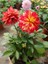 Dahlia Variabilis-Sarı-Kırmızı Ithal Dalya Çiçeği Hediyelik 1