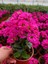 Saksıda Şeker Pembe Kalanchoe 1