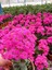 Saksıda Şeker Pembe Kalanchoe 2