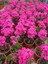 Saksıda Şeker Pembe Kalanchoe 3