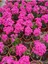 Saksıda Şeker Pembe Kalanchoe 4