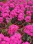 Saksıda Şeker Pembe Kalanchoe 5