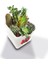 Luxury Dekoratif Buzlu Cam Mumluk Nar Desen 8x8 cm (4 Adet) 1 Adet 3
