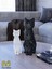 Luxury Kedi Voronoi Biblo Set 20 cm Siyah-15 cm Beyaz 1 Adet 1