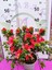 Kırmızı Açelya (Azalea) - Renkli ve Göz Alıcı Çiçekli Bitki 30-40 cm 2