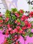 Kırmızı Açelya (Azalea) - Renkli ve Göz Alıcı Çiçekli Bitki 30-40 cm 3