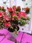 Kırmızı Açelya (Azalea) - Renkli ve Göz Alıcı Çiçekli Bitki 30-40 cm 4