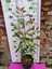 Alev Çalısı (Photinia Serratifolia) - Renkli ve Dayanıklı Peyzaj Bitkisi 1