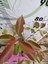 Alev Çalısı (Photinia Serratifolia) - Renkli ve Dayanıklı Peyzaj Bitkisi 2