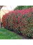 Alev Çalısı (Photinia Serratifolia) - Renkli ve Dayanıklı Peyzaj Bitkisi 4