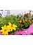 Yoğun Kokulu Sarı ve Kırmızı Bidens (2 Adet) - Asteraceae Ailesine Ait Çiçekli Bahçe Bitkisi 1