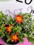 Yoğun Kokulu Sarı ve Kırmızı Bidens (2 Adet) - Asteraceae Ailesine Ait Çiçekli Bahçe Bitkisi 3