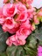 Pembe Begonia Hiemalis - Renkli ve Göz Alıcı Sezonluk Çok Yıllık Iç Mekan Bitkisi 2