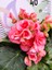 Pembe Begonia Hiemalis - Renkli ve Göz Alıcı Sezonluk Çok Yıllık Iç Mekan Bitkisi 4