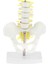 18CM I Havzası + 5 Vertebrères Model Eğitici Oyuncak (Yurt Dışından) 2
