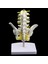 18CM I Havzası + 5 Vertebrères Model Eğitici Oyuncak (Yurt Dışından) 4