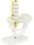 18CM I Havzası + 5 Vertebrères Model Eğitici Oyuncak (Yurt Dışından) 5