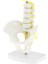 I Mini Pelvis +5 I Tabanlı Öğ (Yurt Dışından) 1