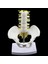 I Mini Pelvis +5 I Tabanlı Öğ (Yurt Dışından) 3