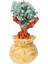 6.7 Inç Para Ağacı Bonsai Tarzı Feng Shui Zenginlik Şans Getir Yeşil (Yurt Dışından) 2